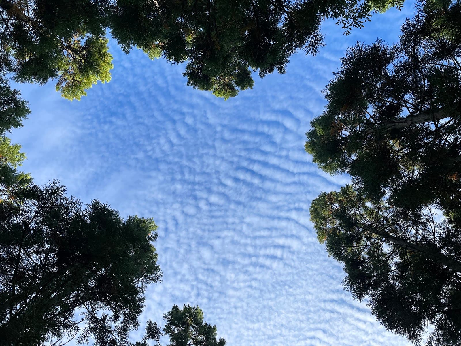 わんこパラダイス