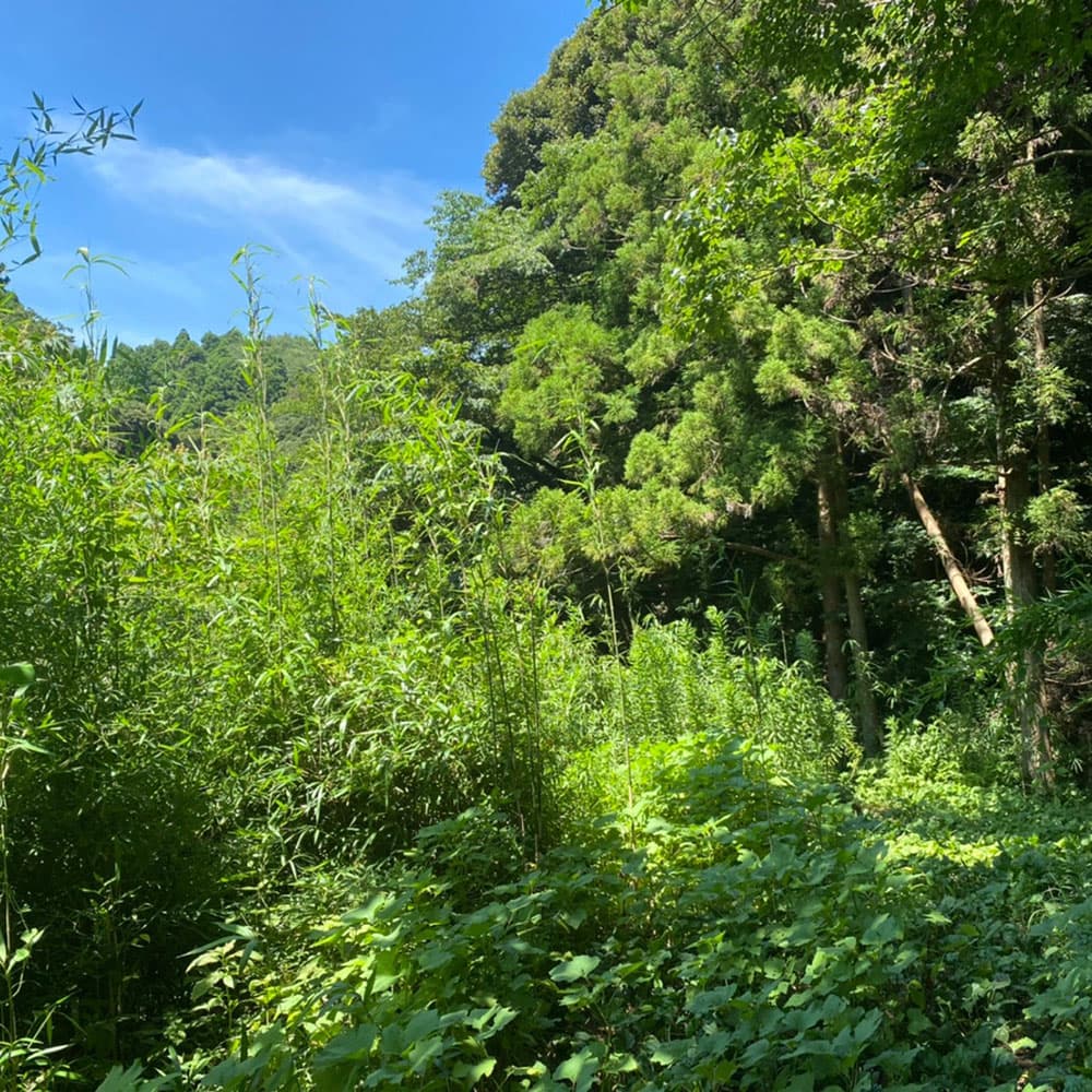 マイキャンプ 葉山上山口キャンプサイト