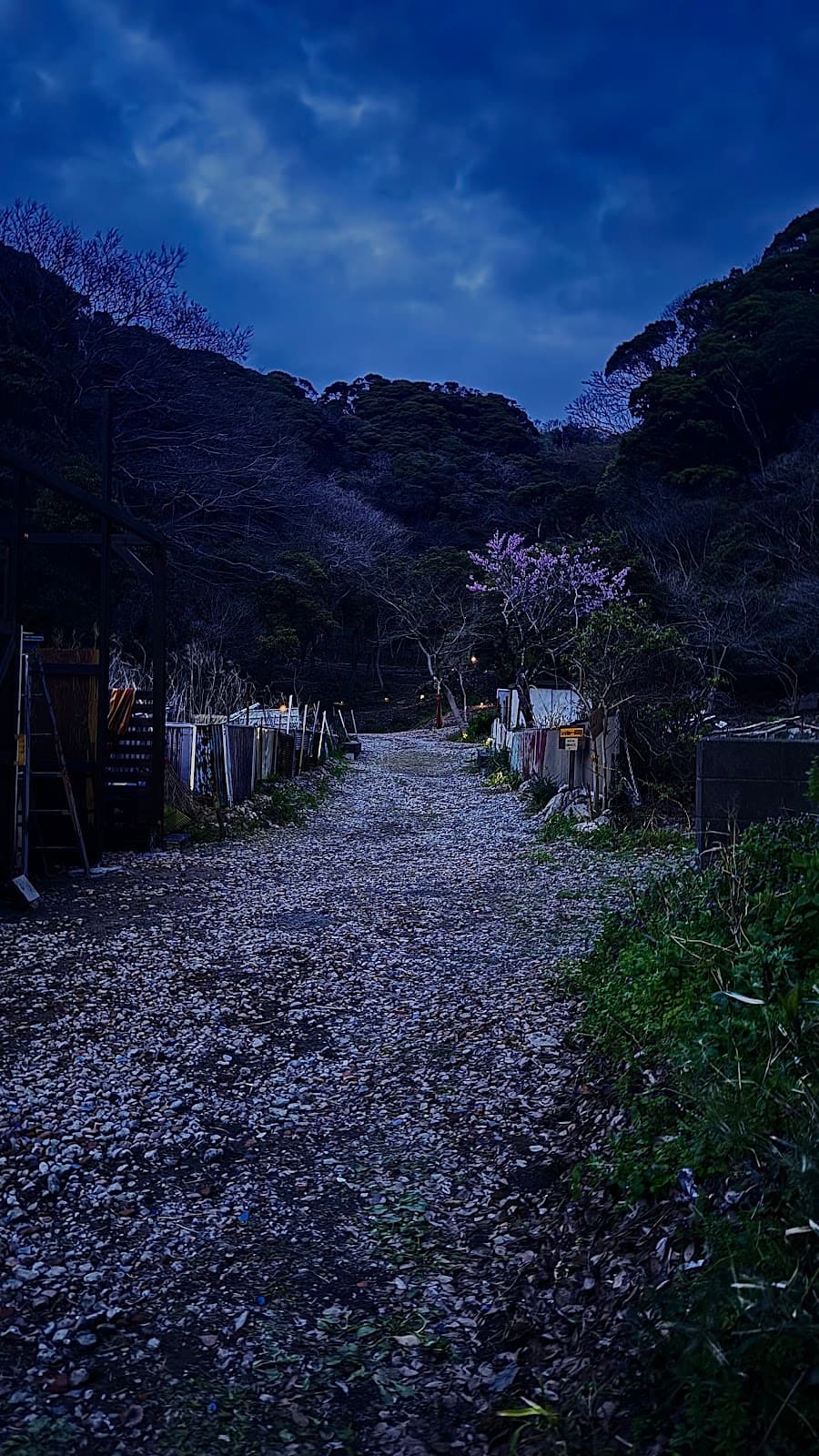 タラチネTarachine