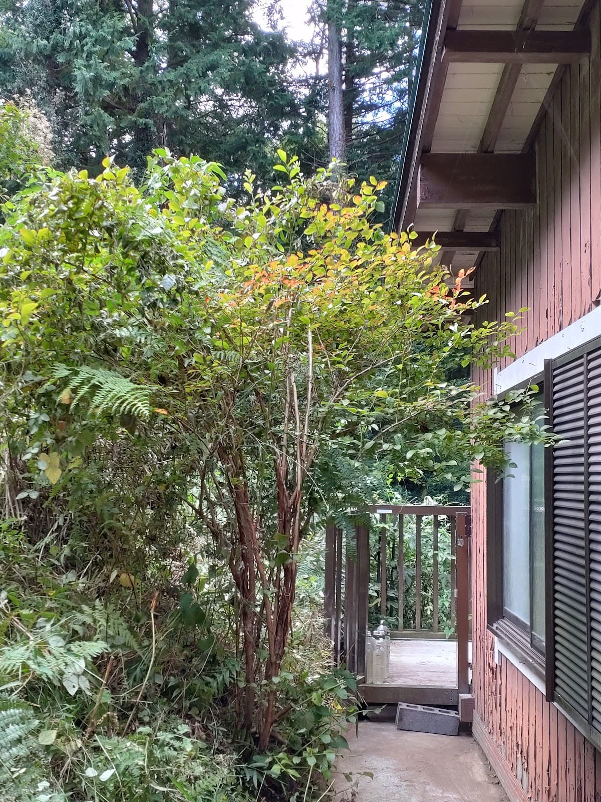 えめたんキャンプ場