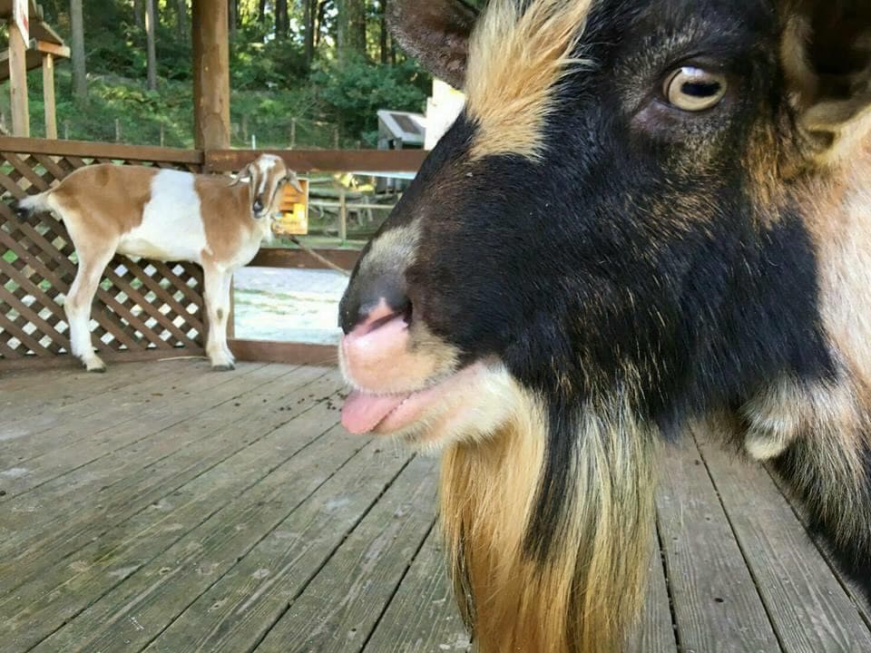 ピクニカ共和国