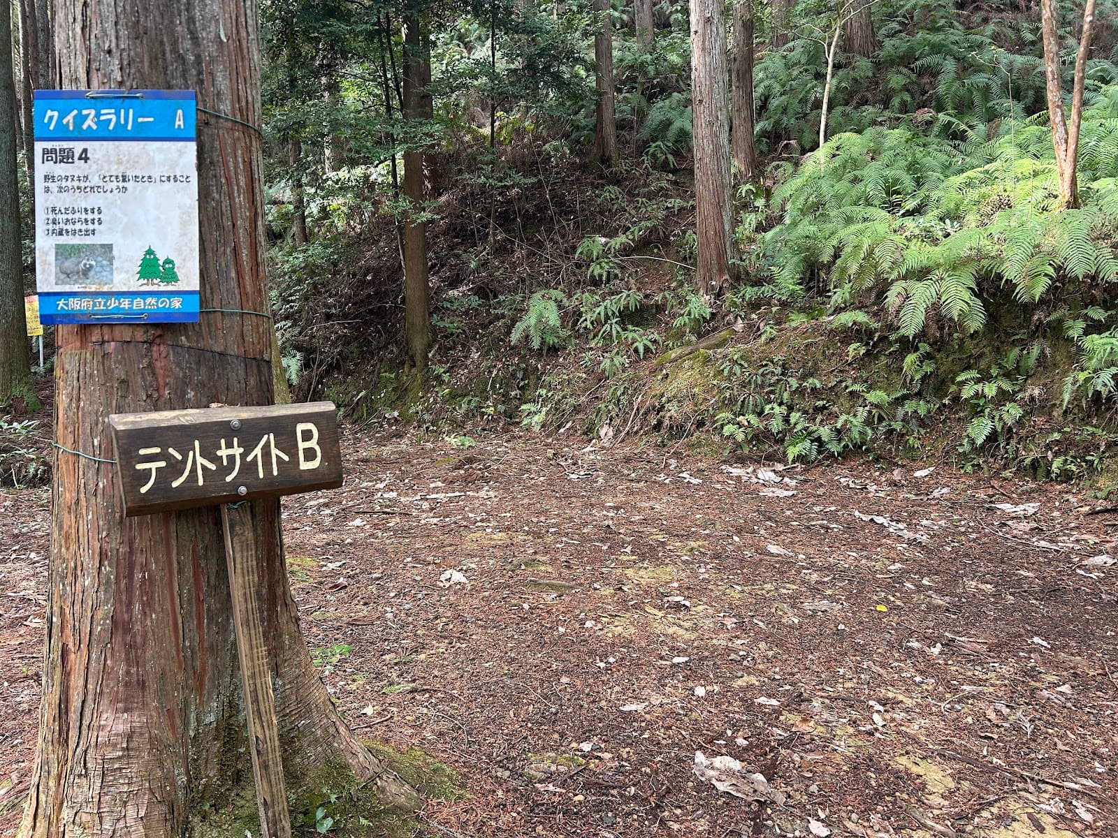 大阪府立少年自然の家 テントサイトB
