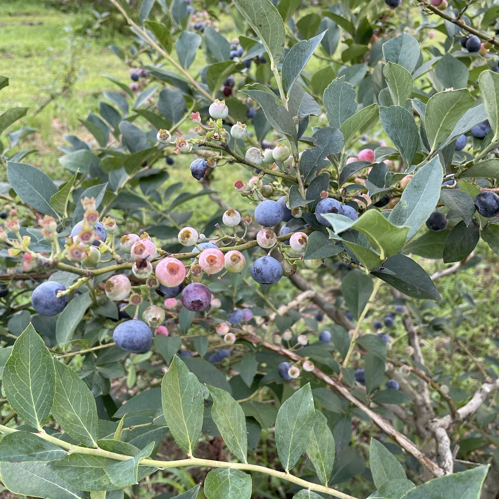 ちたブルーベリー