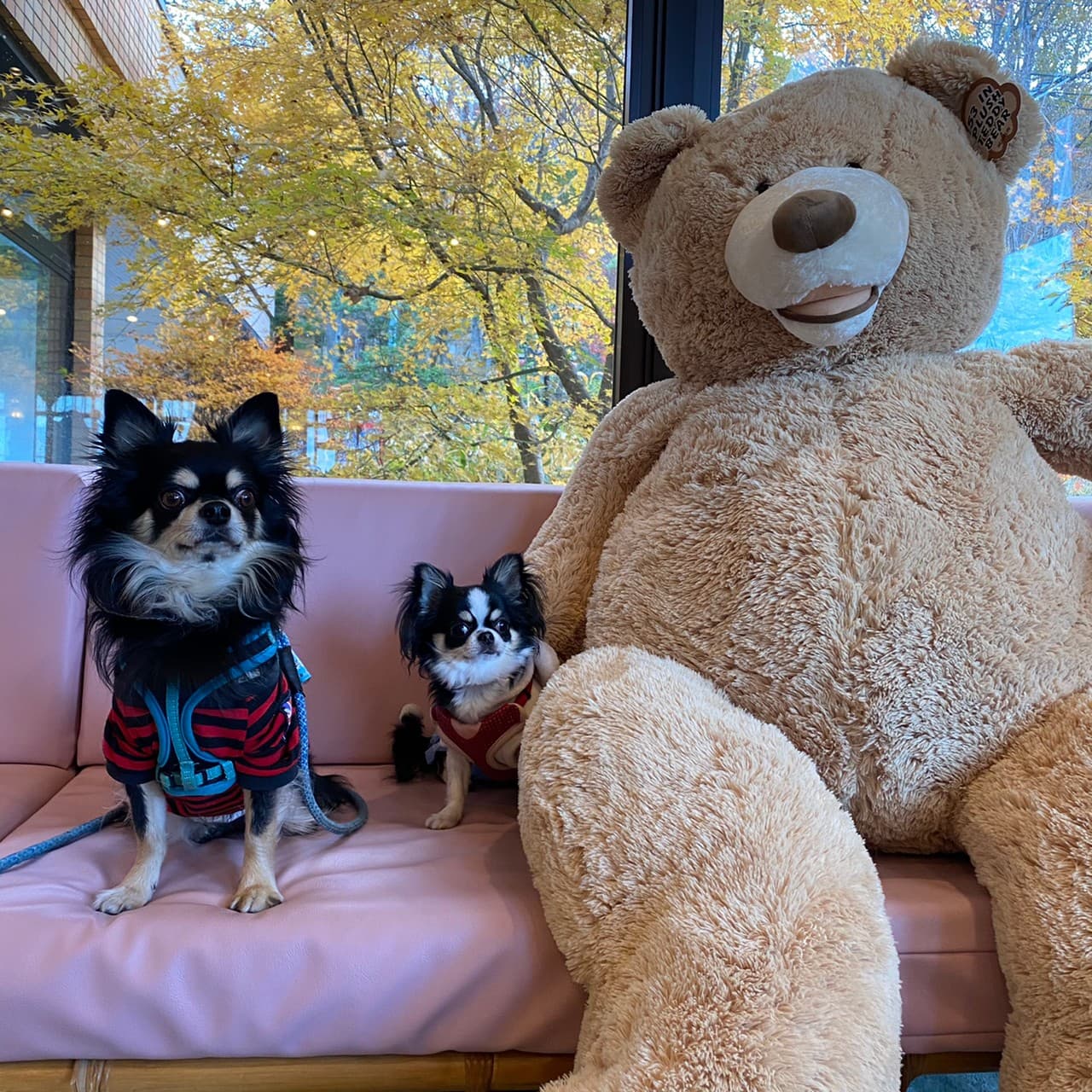 富士 サクラ リゾート& キャンプ