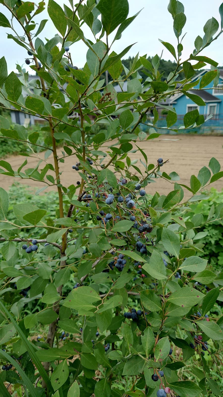 いっせんぼくCamp field(旧ブルーベリーキャンプ ノムさん王国)