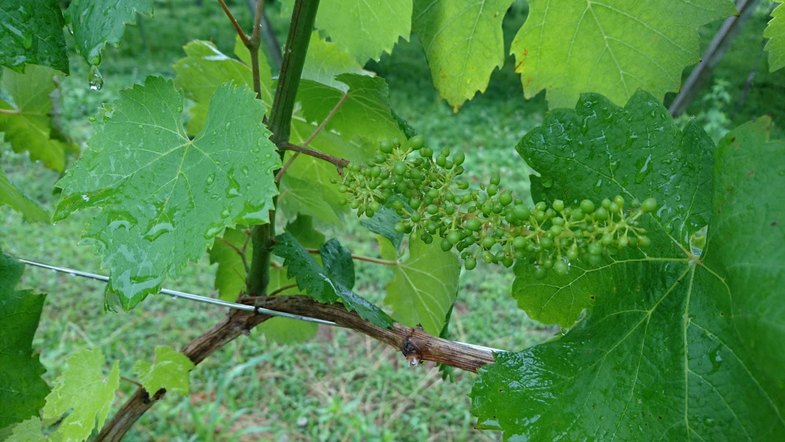 山裏ヴィンヤード