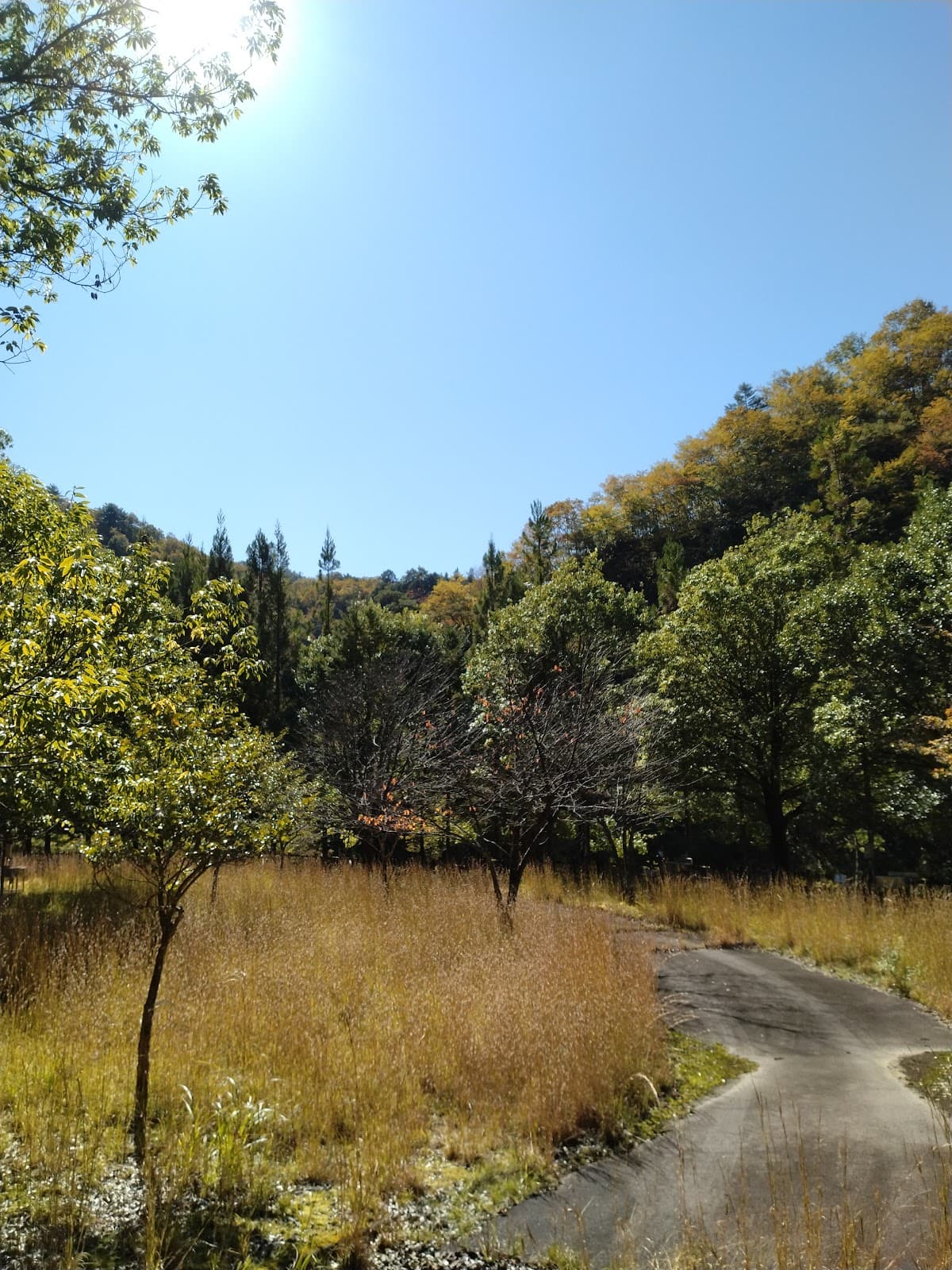 飛騨金山の森 押洞キャンプ場跡