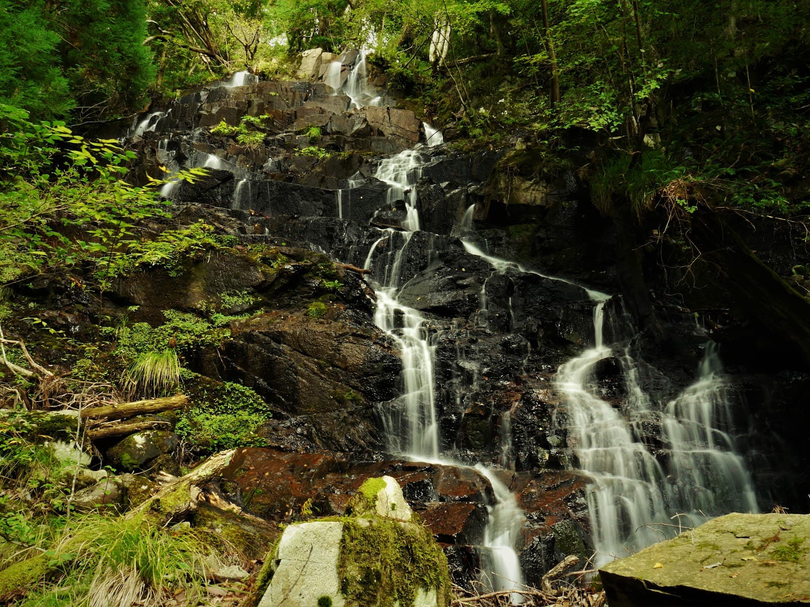 白龍の滝、不朽の杉