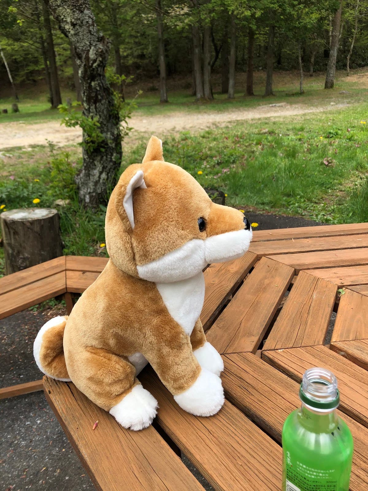 白樺高原キャンプ場