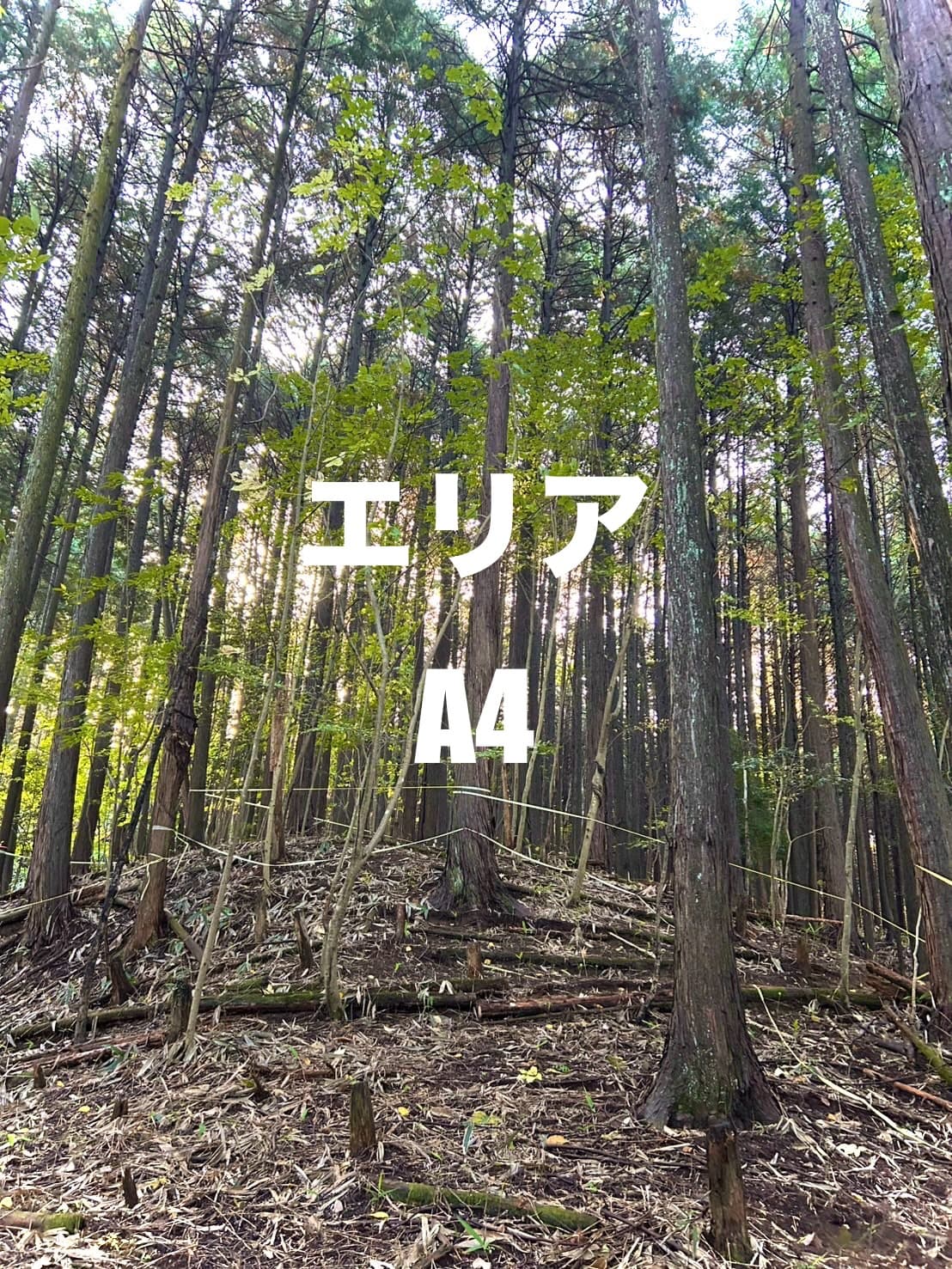 forenta まほろばキャンプエリア