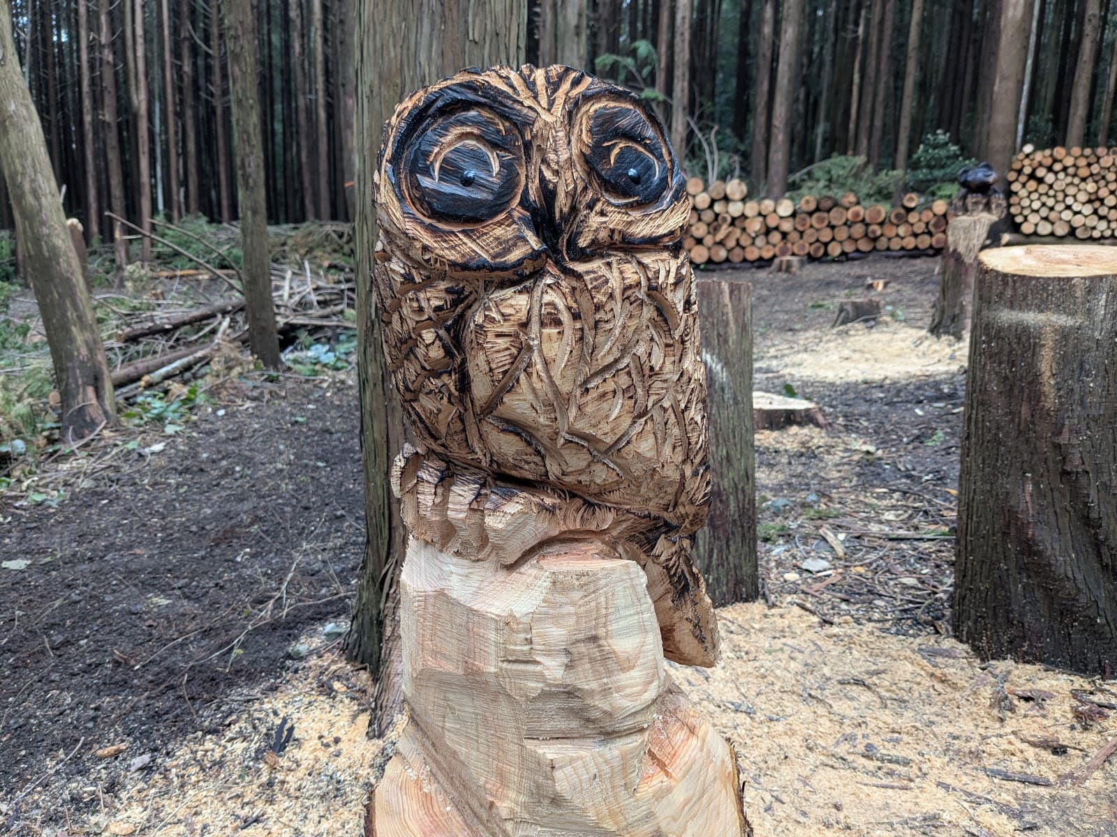 古民家de庭キャン🌲森林エリア