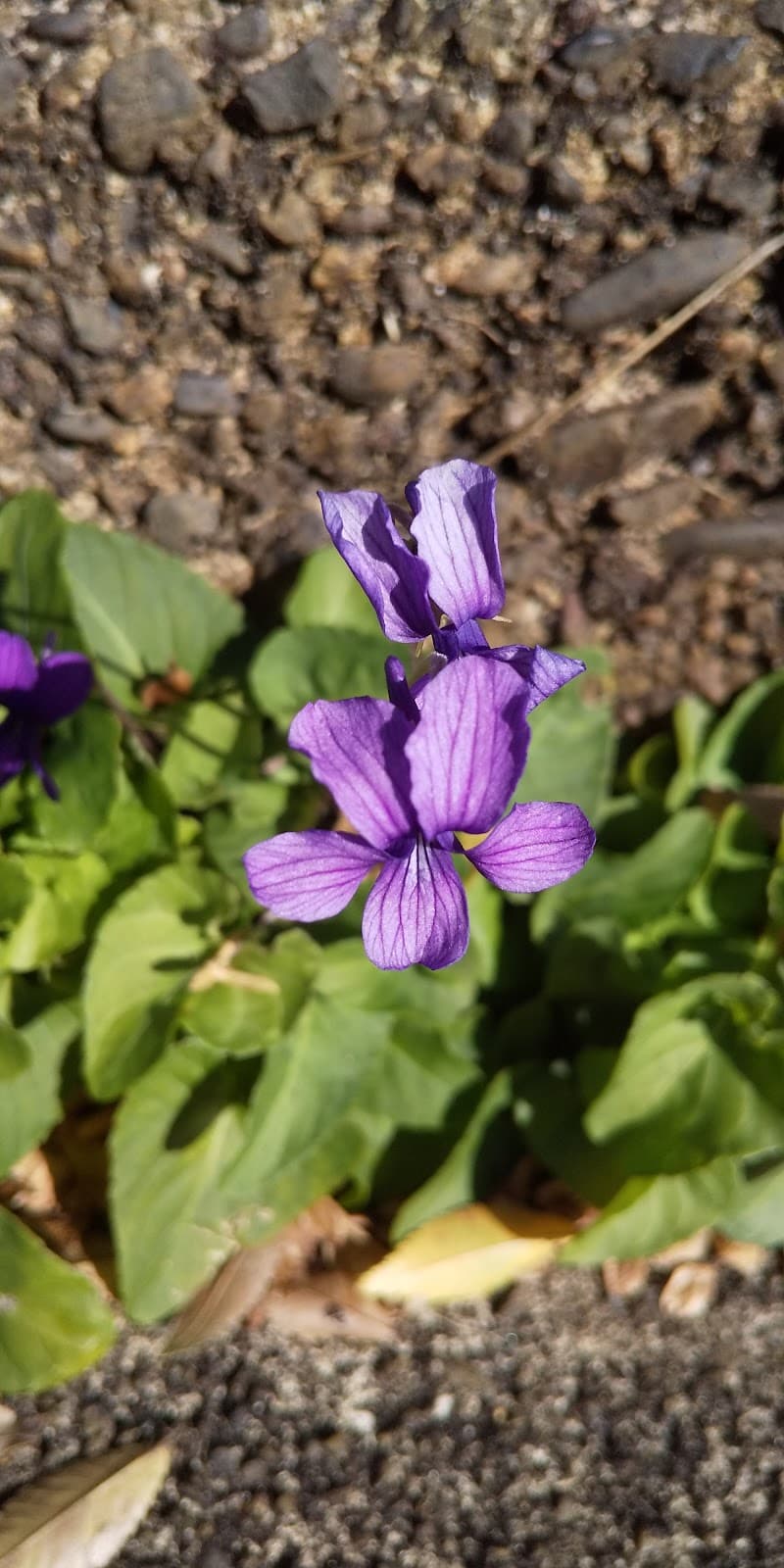 希望が丘 第5キャンプ場