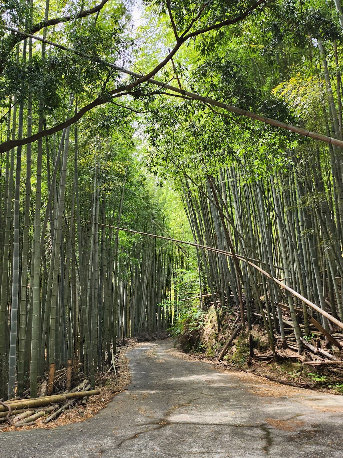 伊豆南 静かな山の中キャンプ サイト