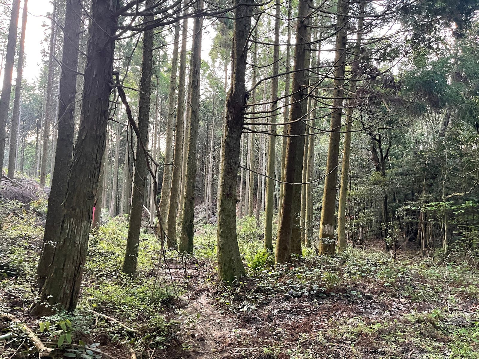 ボーイスカウト長崎県連盟飯盛山野営場