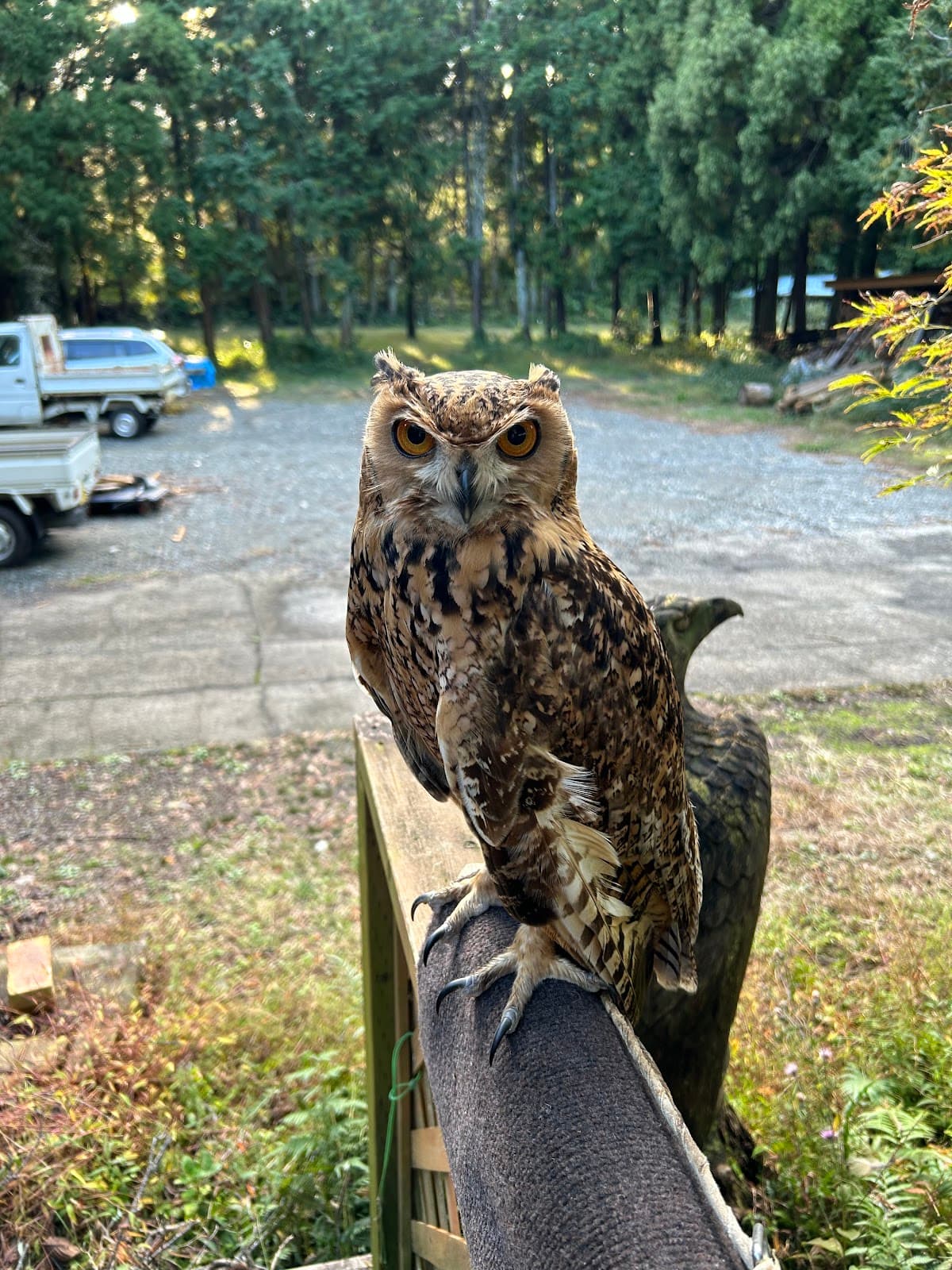 細野高原ツリーハウス村キャンプ場