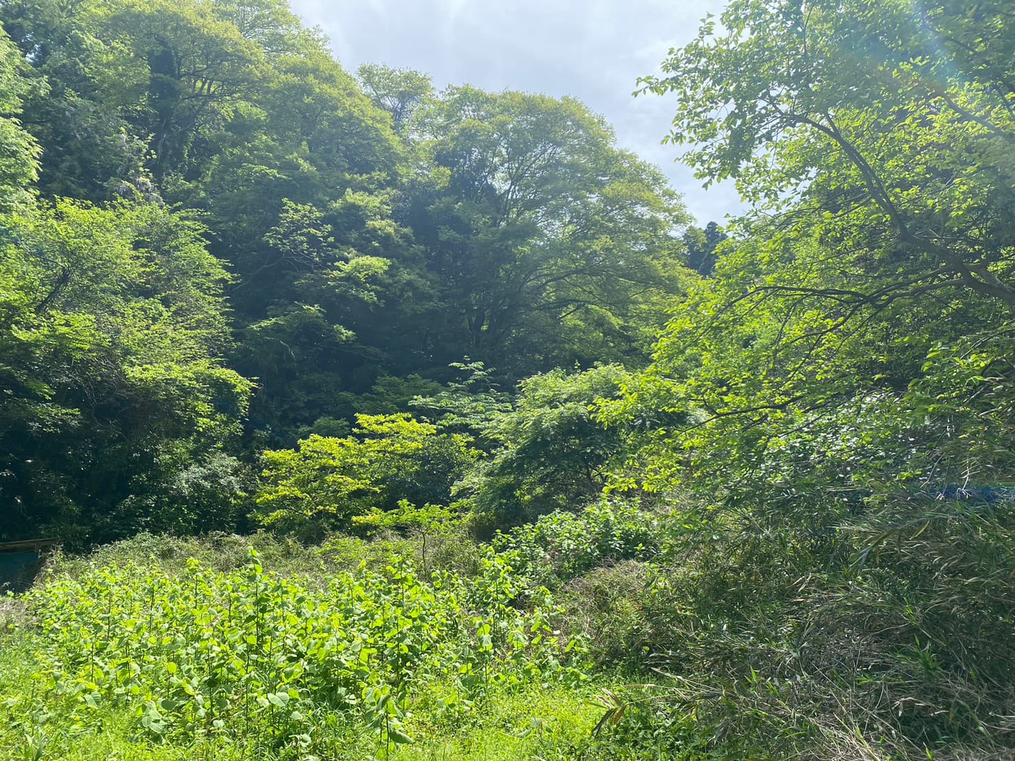 マイキャンプ 葉山堀内森戸キャンプサイト