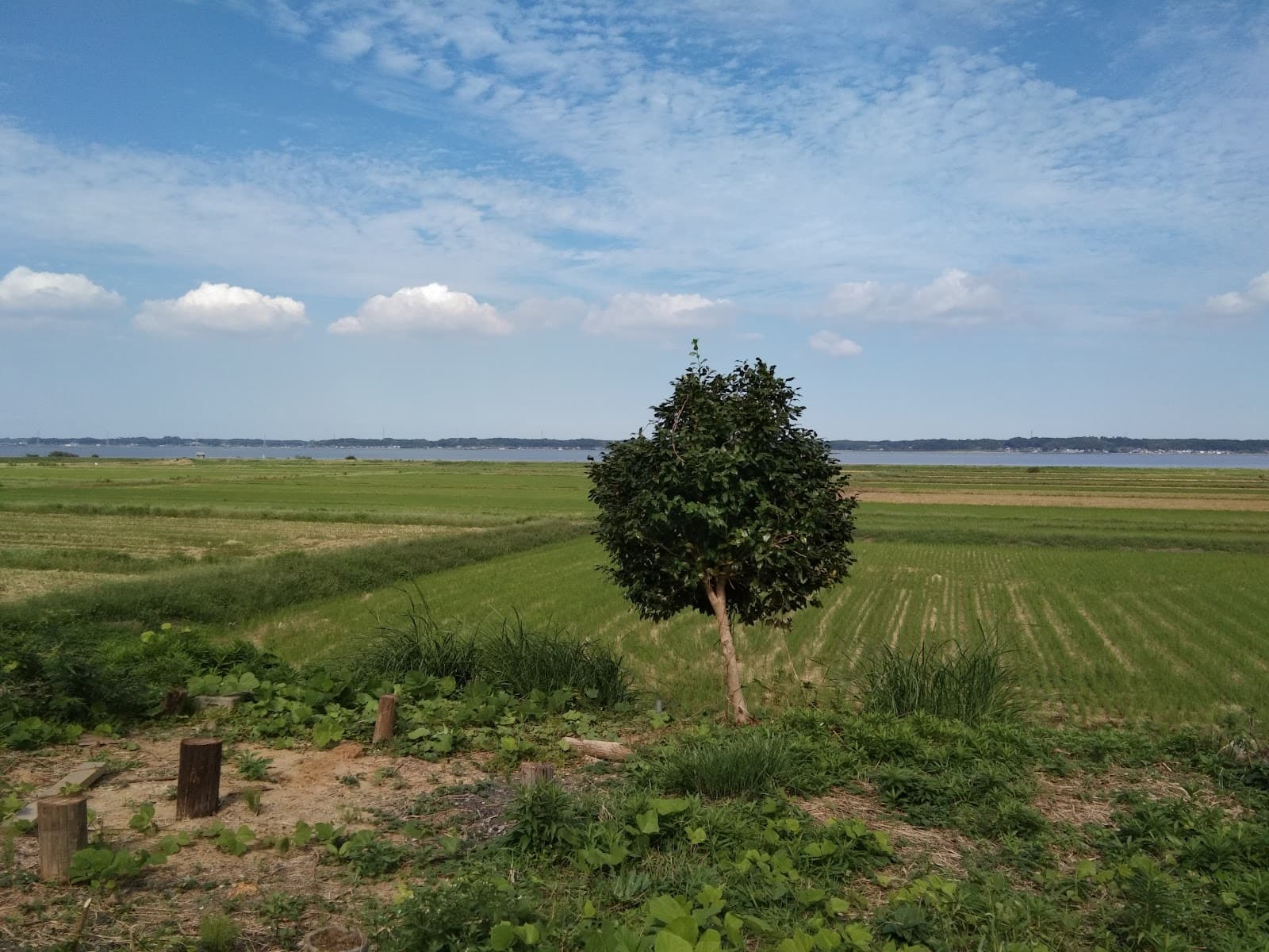 フォカビ かすみがうら