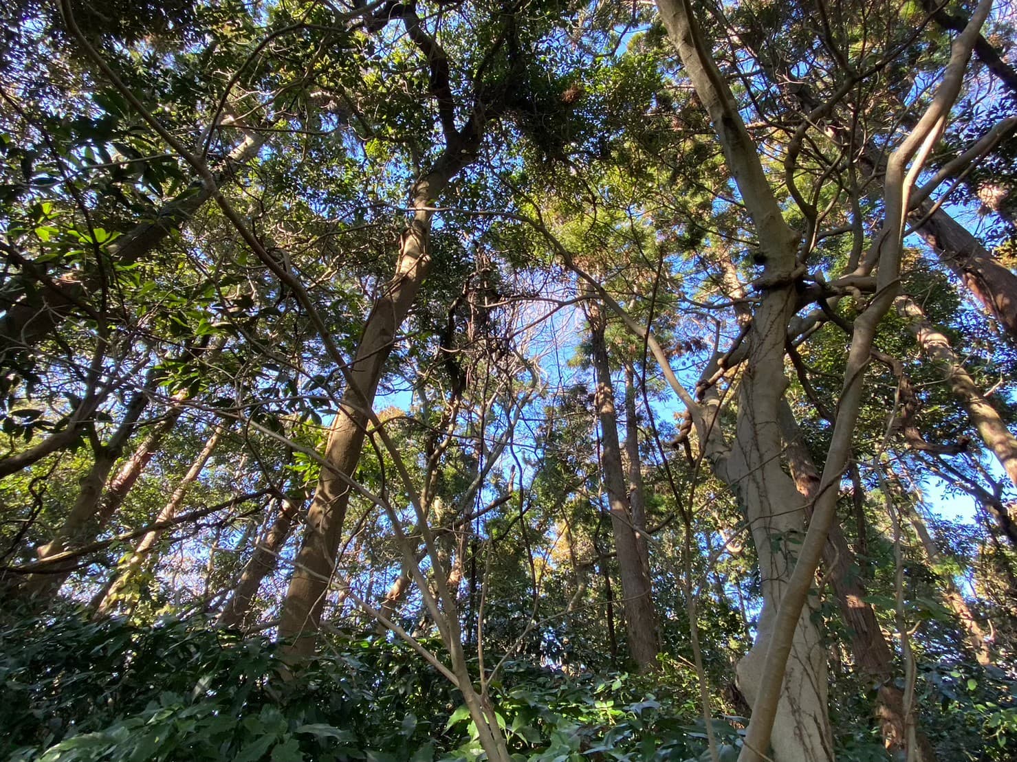 マイキャンプ逗子 桜山