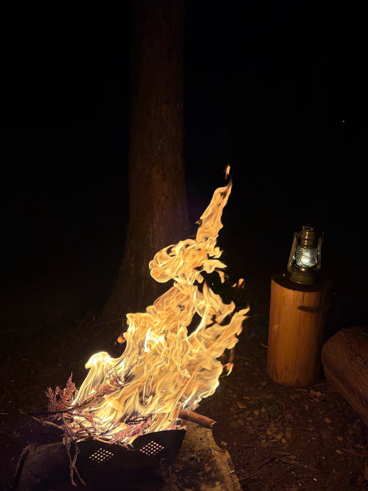 Wolves Forest Outdoor private camping