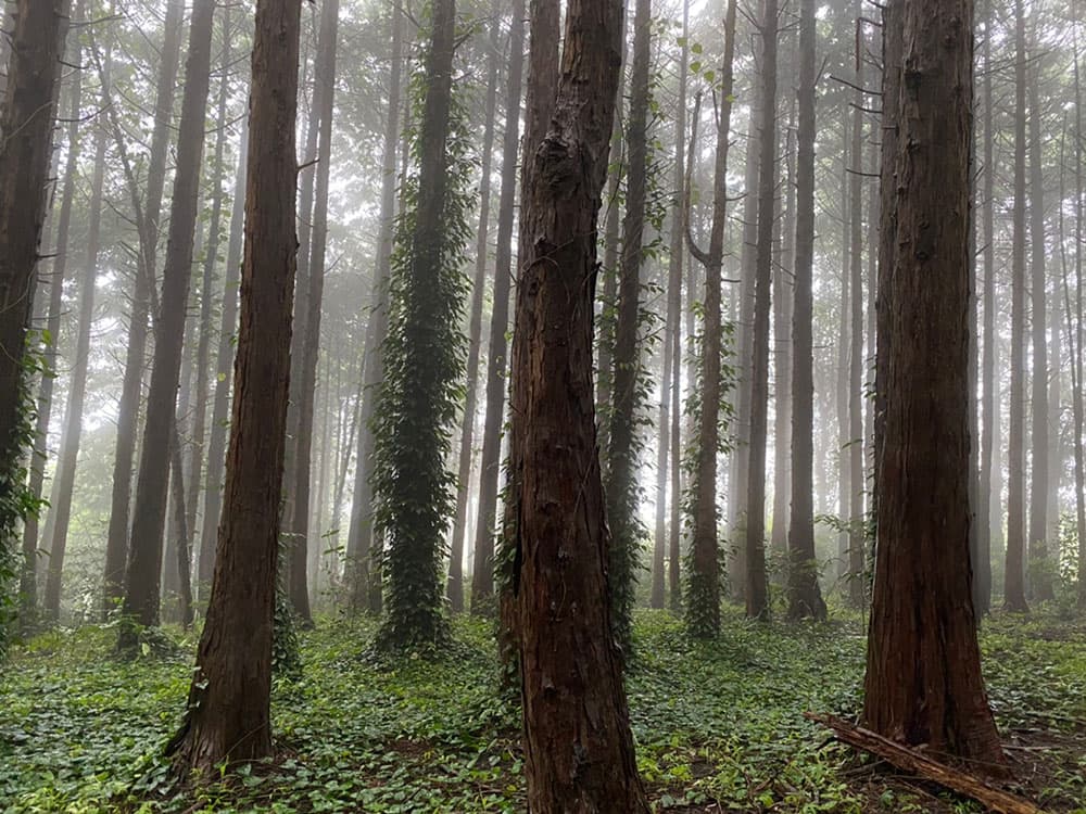 マイキャンプ 小田原 早川