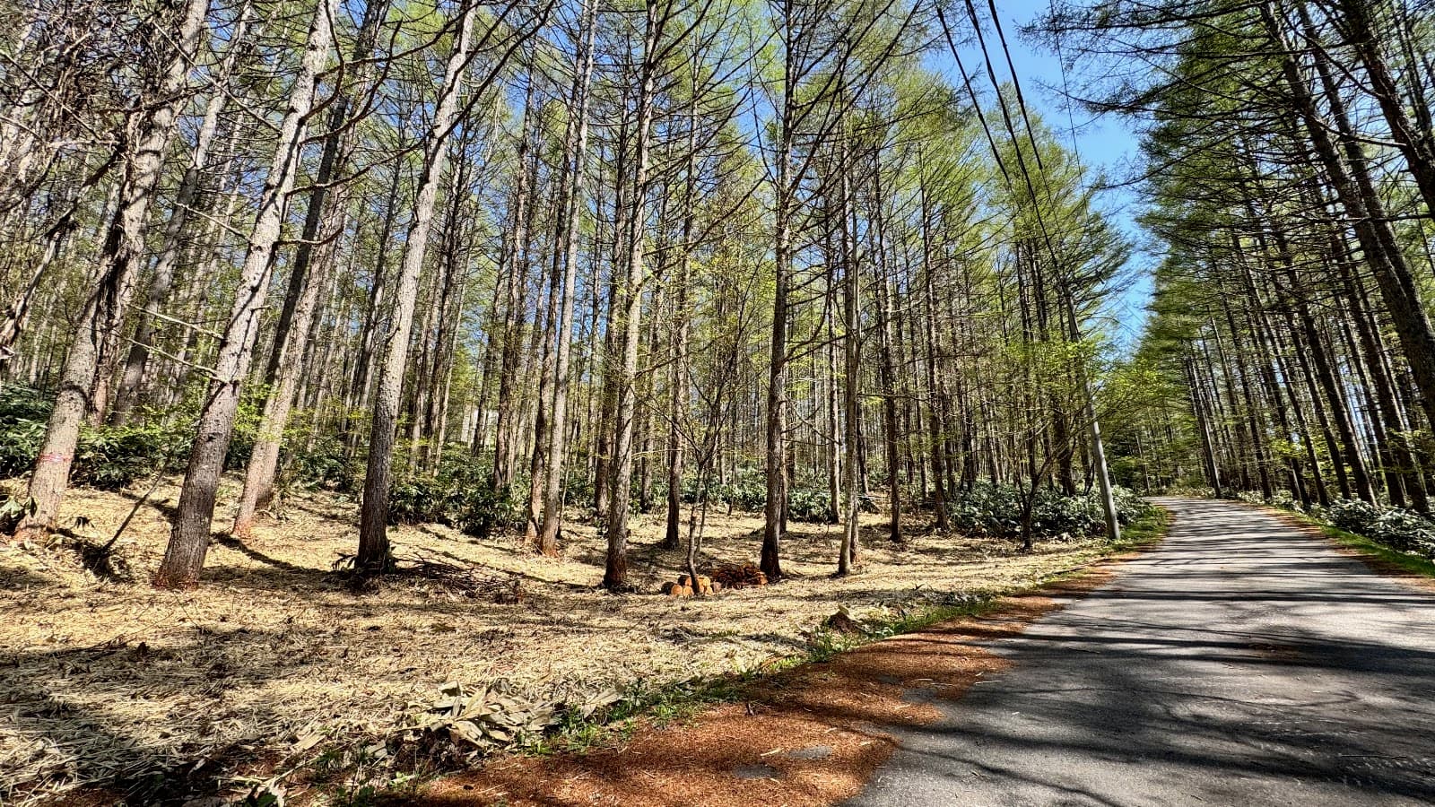 峰の原高原フォレストフィールド