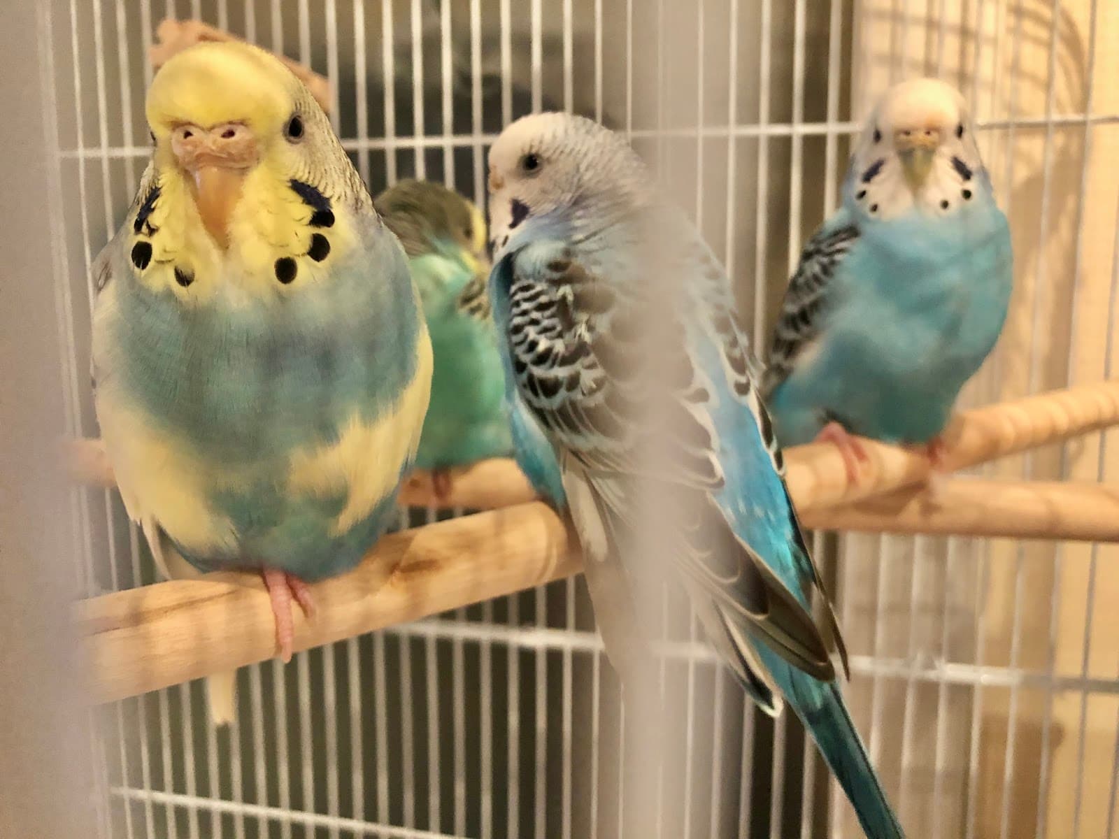 有限会社バーデン