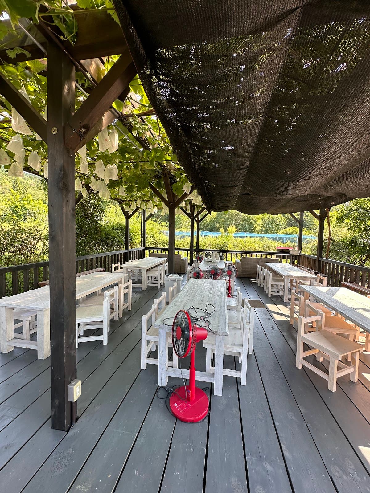 ブルーベリーの丘ホピ