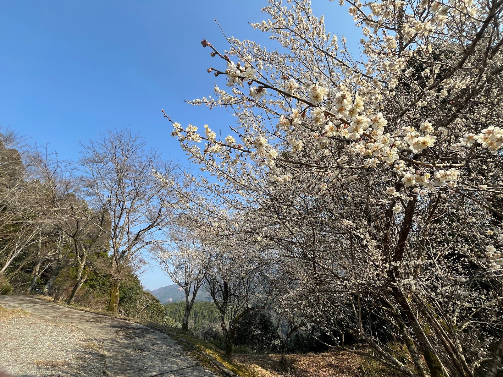 うのこ滝に暮らす株式会社