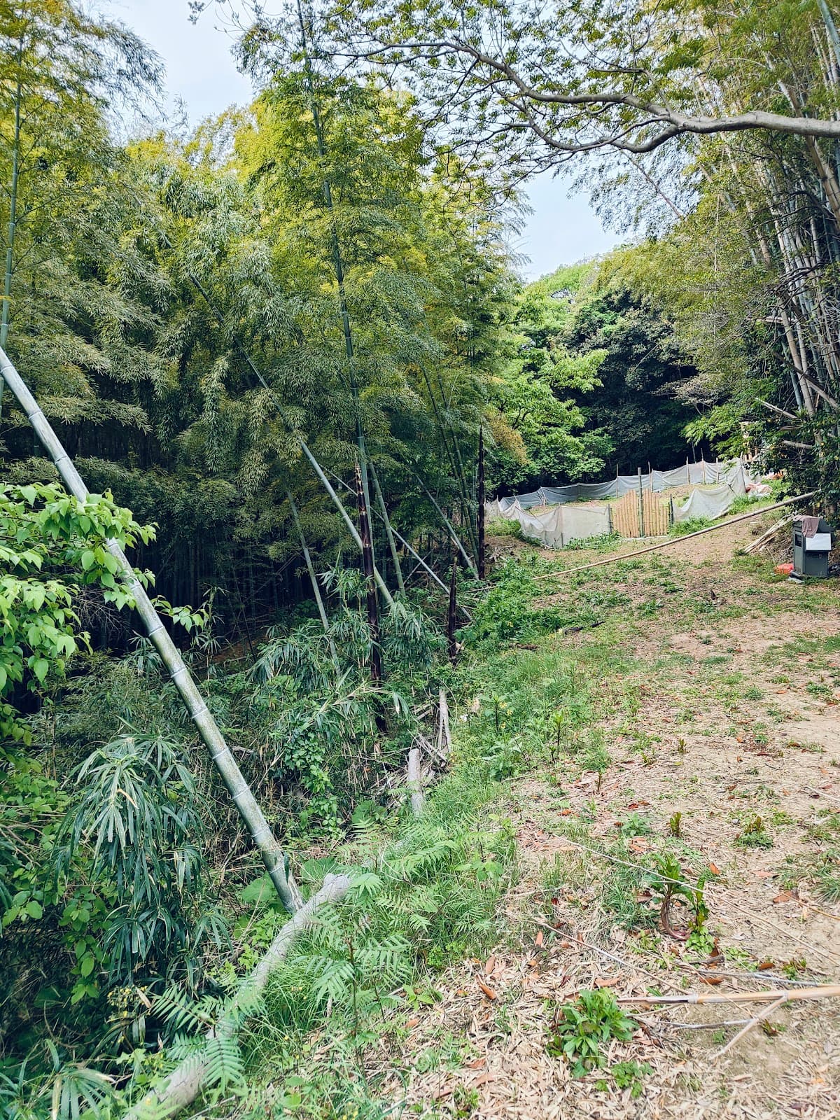 バンブーフォレスト横須賀