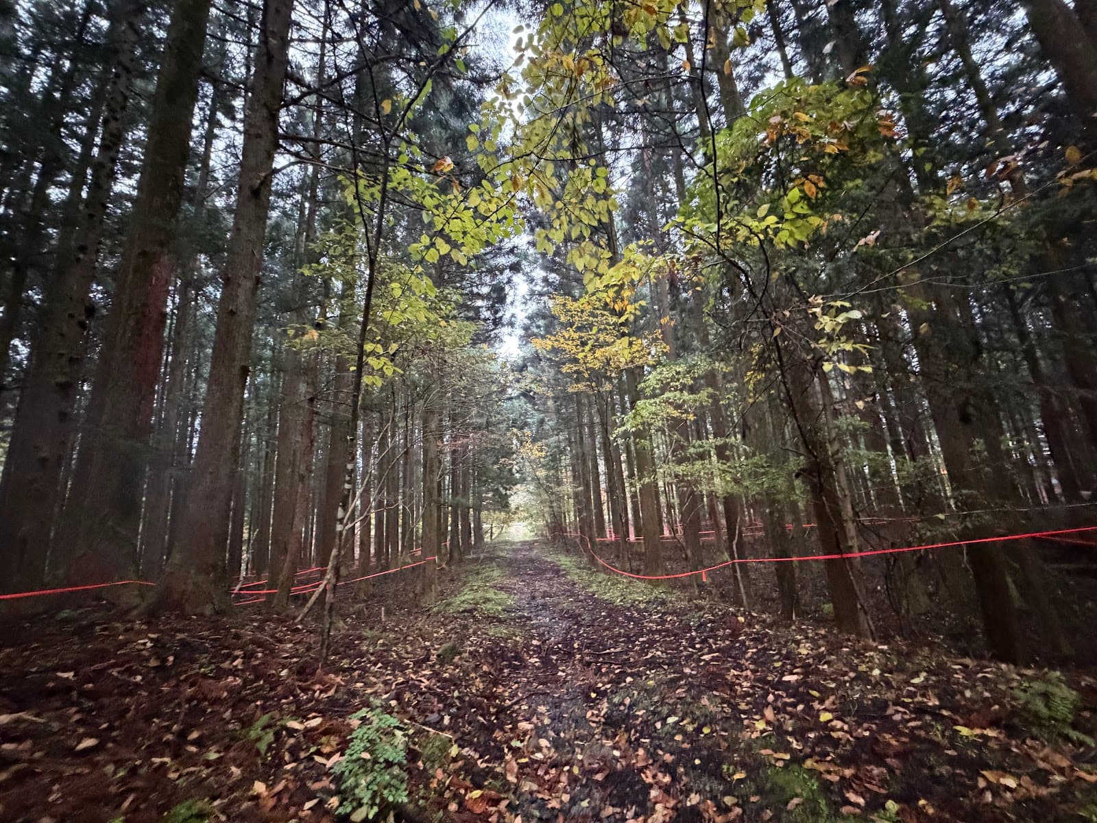 forenta-TOCHIGI ニコニコ日光キャンプエリア