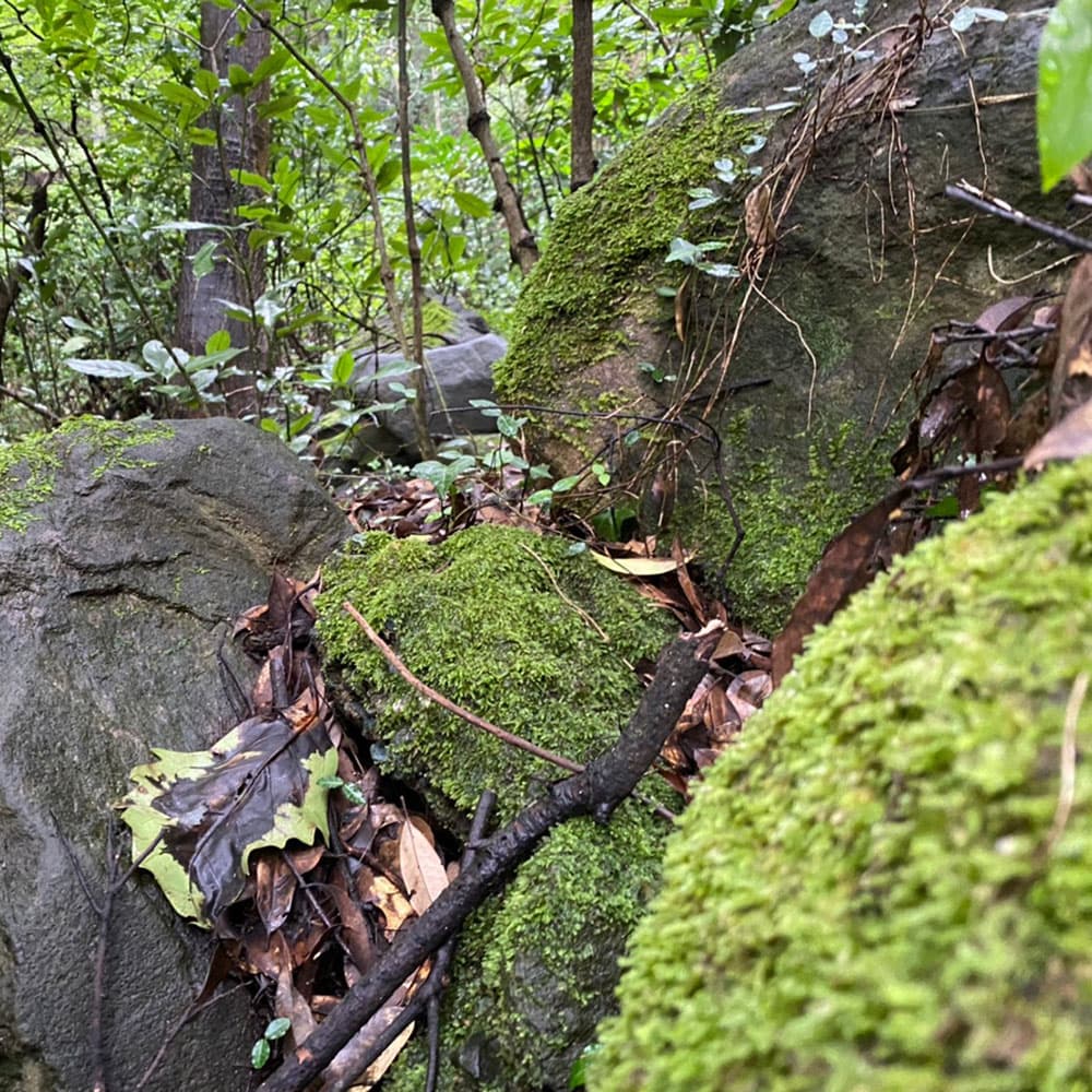 マイキャンプ 小田原 入生田