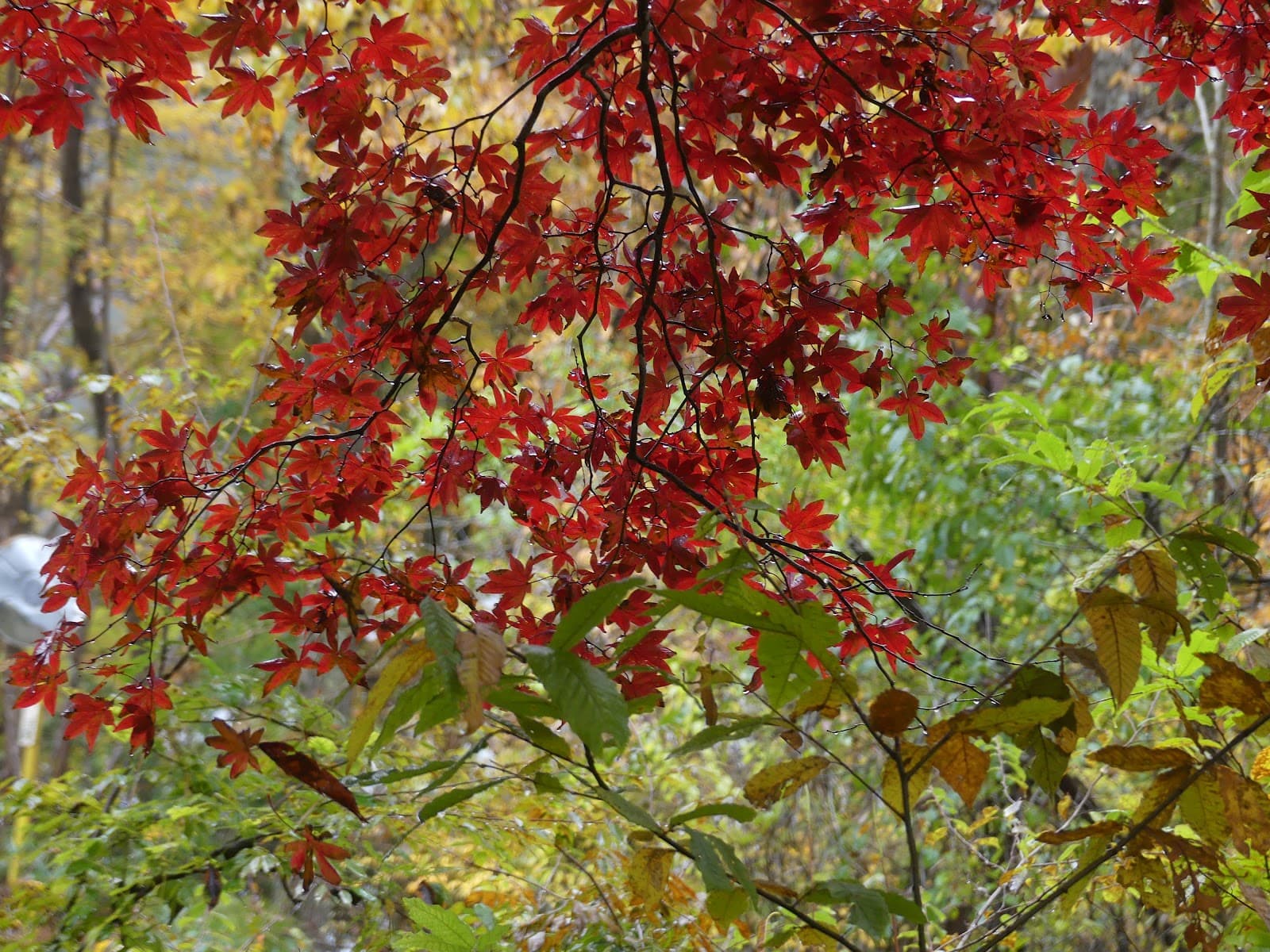 沙羅の森倶楽部 王泊茶屋