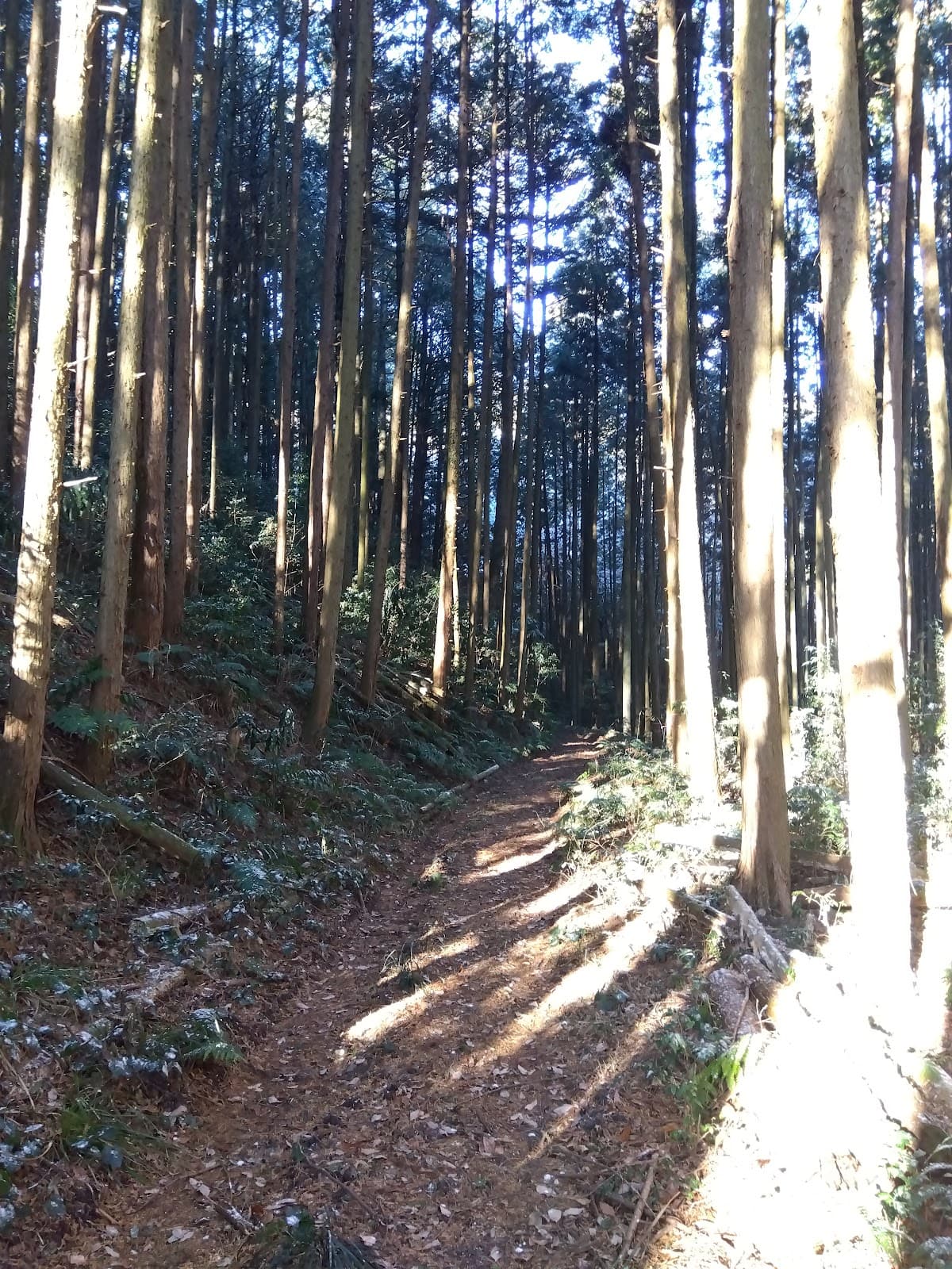 フォレンタ笠間（森林エリア）