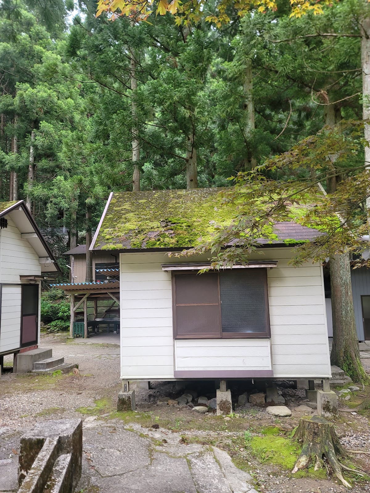 すぎのこキャンプ