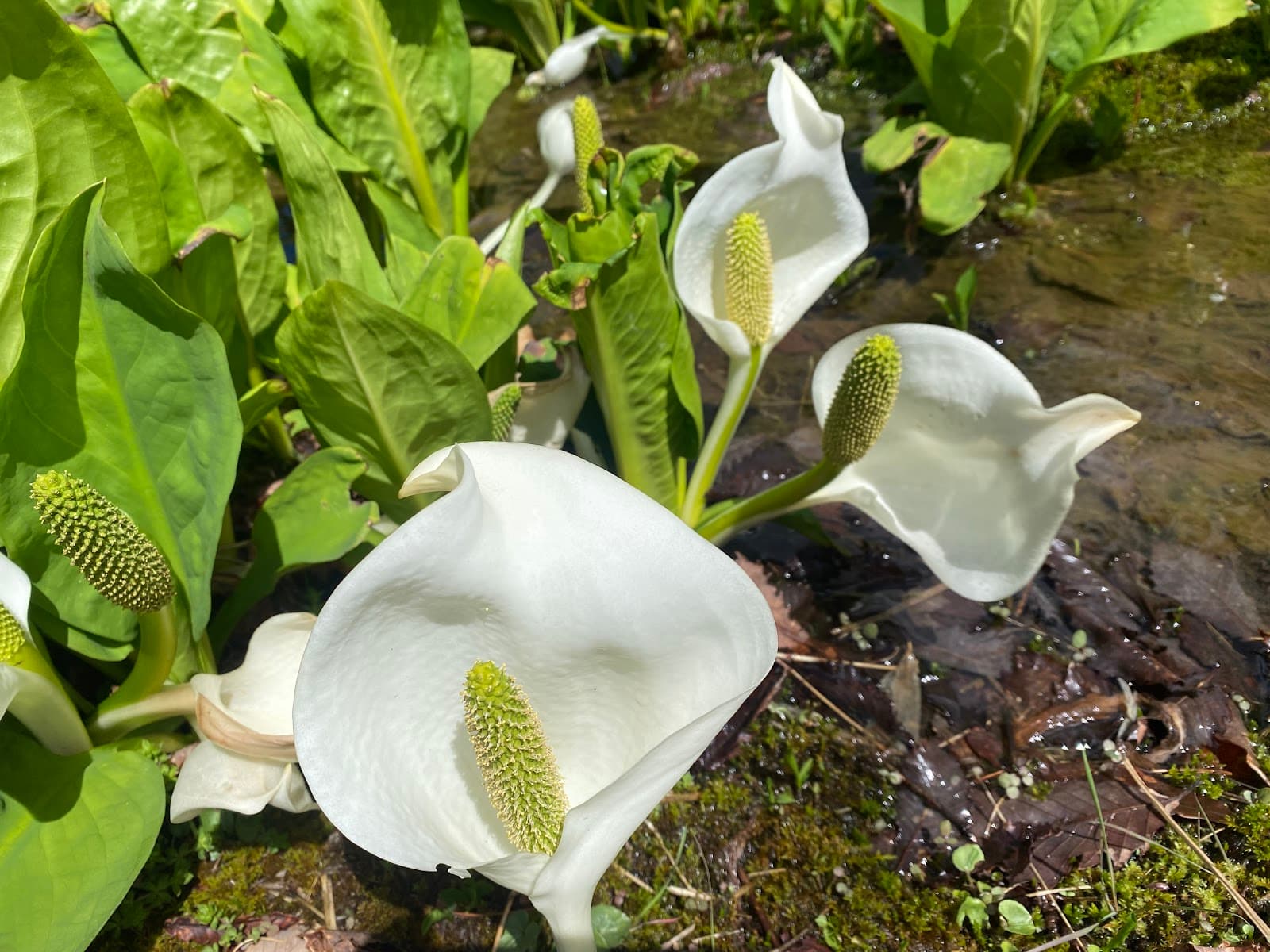 Rakan Yama Seishounen Ryokou Mura