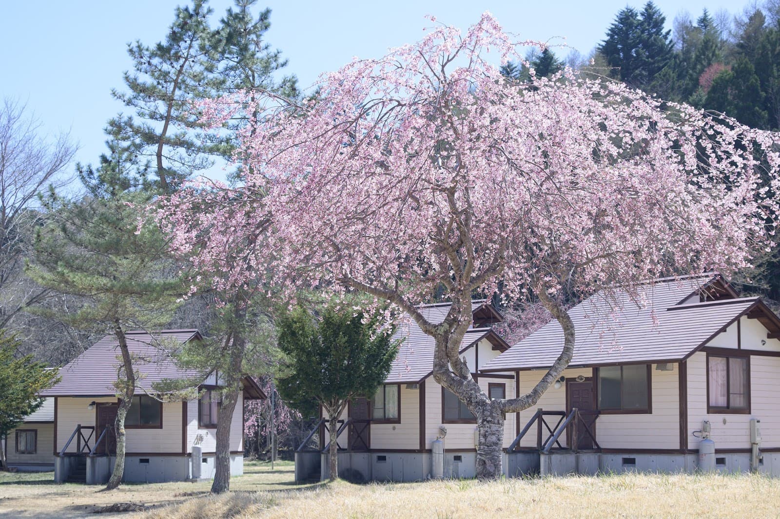 campin ドロブックル